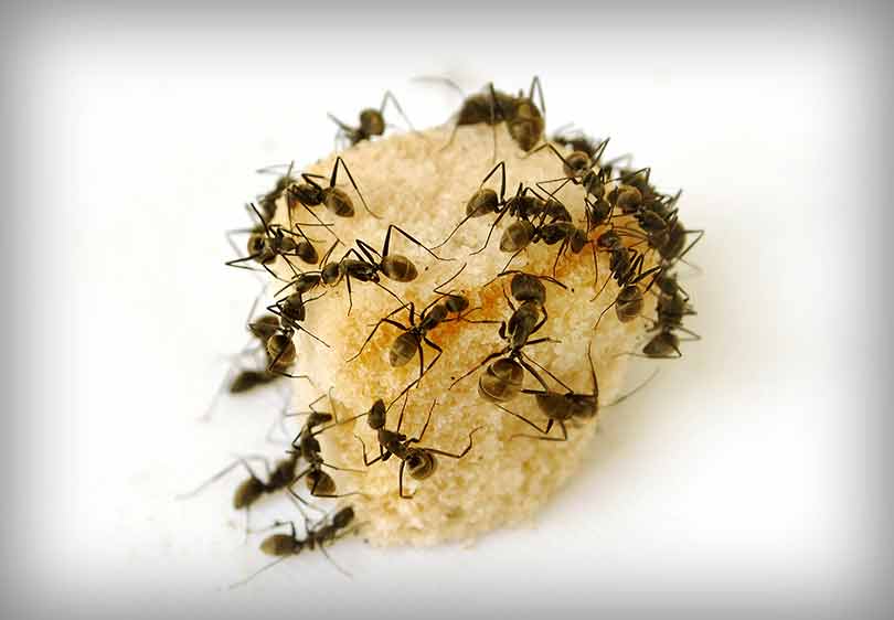 Little Known Questions About Guardianpest Wasp Control.