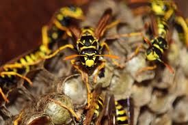 The Basic Principles Of Guardianpest Wasp Control 