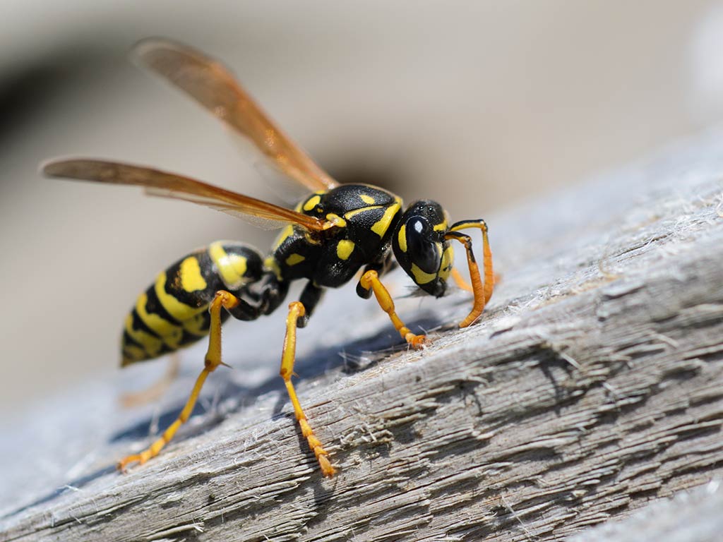Rumored Buzz on Guardianpest Wasp Control