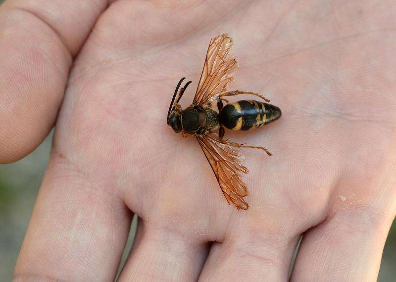 The Best Guide To Guardianpest Wasp Control