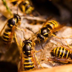 All about Guardianpest Wasp Control