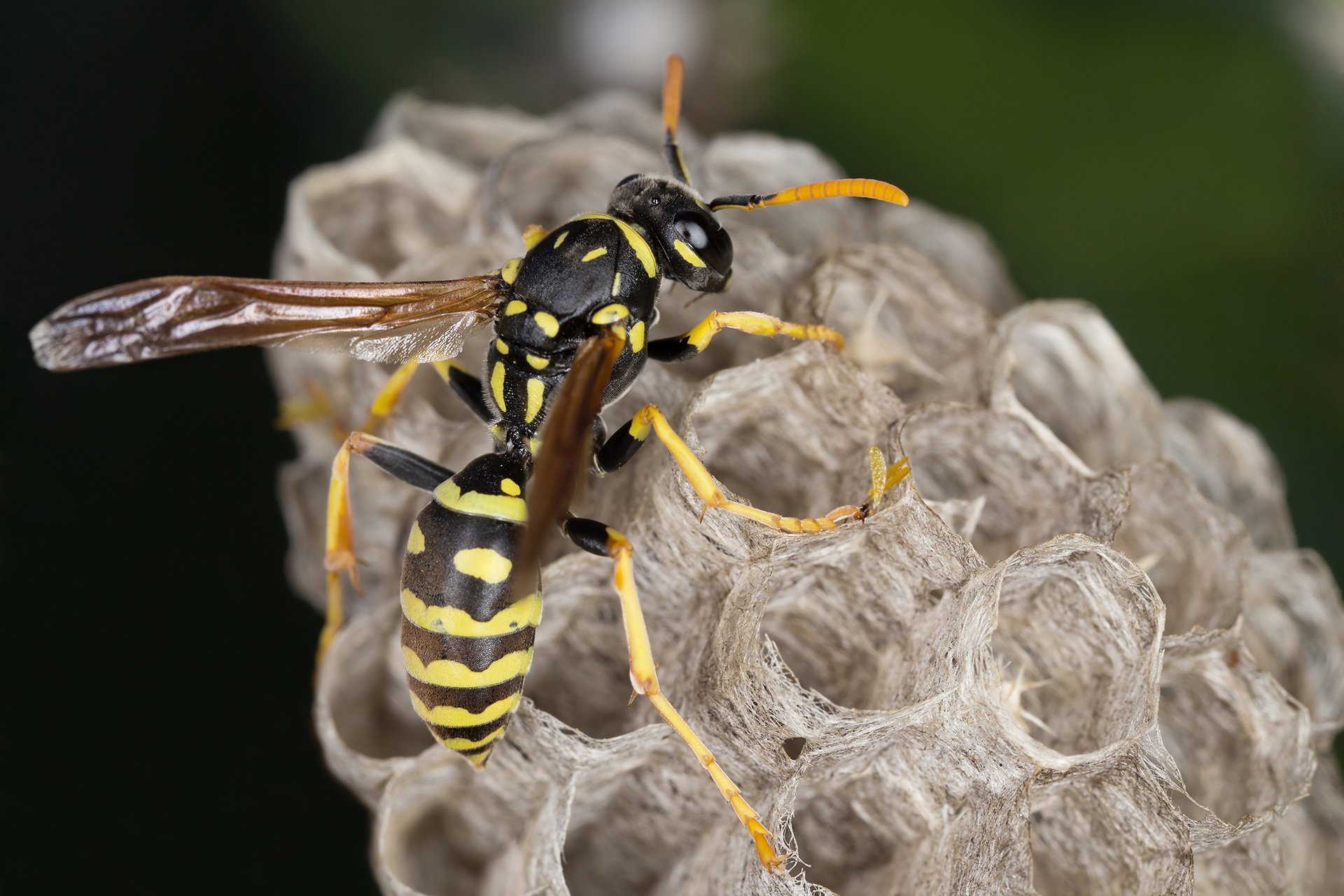 Guardianpest Wasp Control Fundamentals Explained
