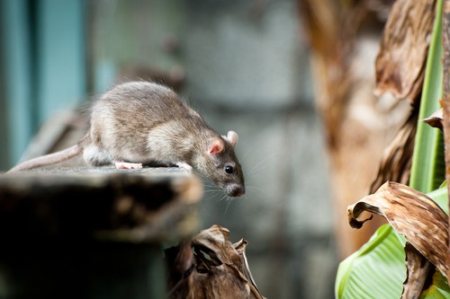 The Guardianpest Rodent Control Statements