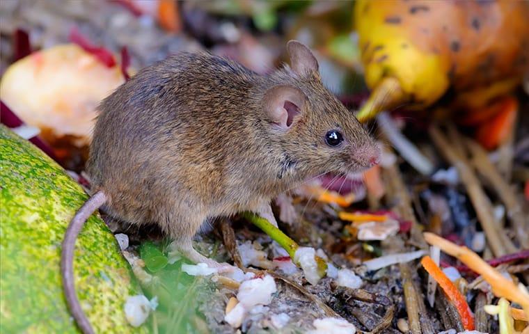 The Definitive Guide to Guardianpest Rodent Control