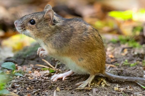 The Best Strategy To Use For Guardianpest Rodent Control