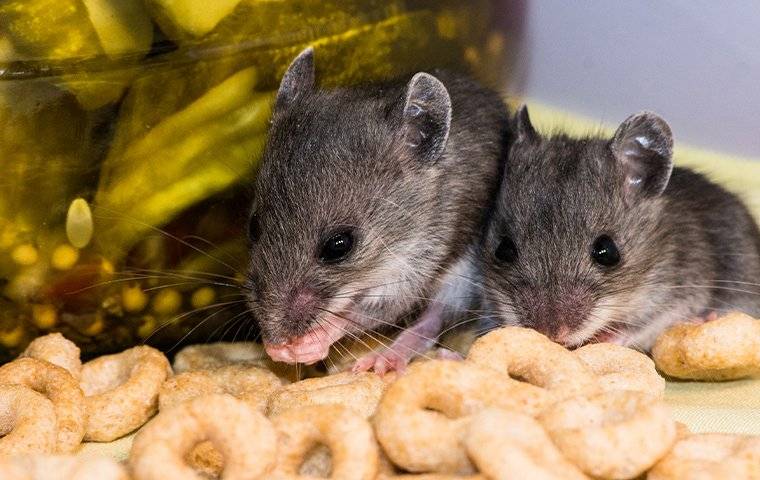 The smart Trick of Guardianpest Rodent Control That Nobody is Talking About