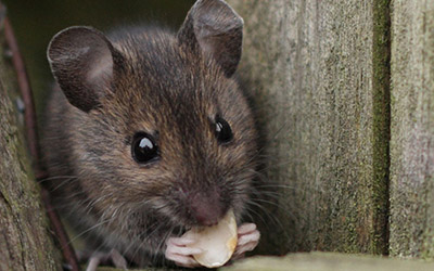 Not known Facts About Guardianpest Rodent Control