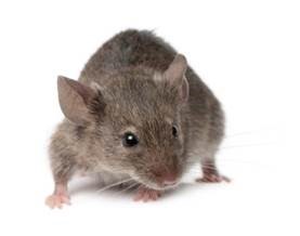 Facts About Guardianpest Mouse Control Revealed