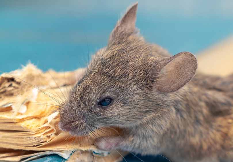 A Biased View of Guardianpest Mouse Control