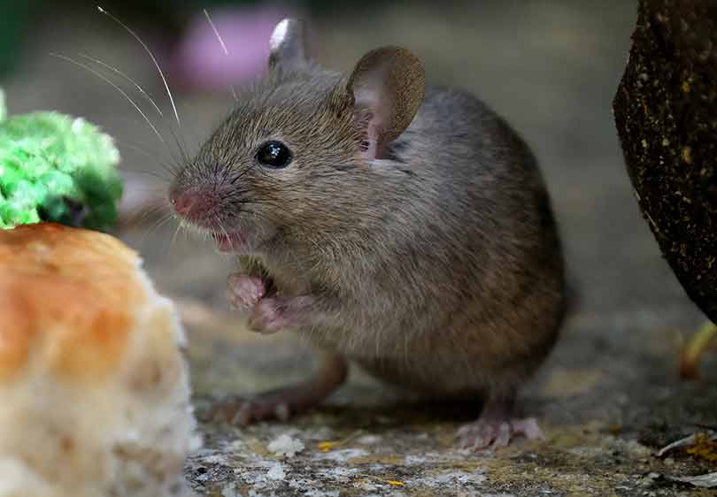 9 Easy Facts About Guardianpest Mouse Control Shown