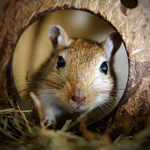 The 30-Second Trick For Guardianpest Mouse Control