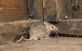 The 15-Second Trick For Guardianpest Mouse Control