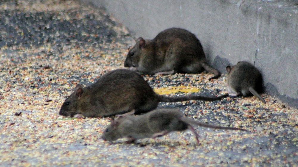 Some Known Factual Statements About Guardianpest Mouse Control 