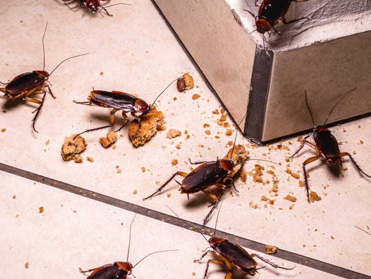 Cockroach Control Service Utah