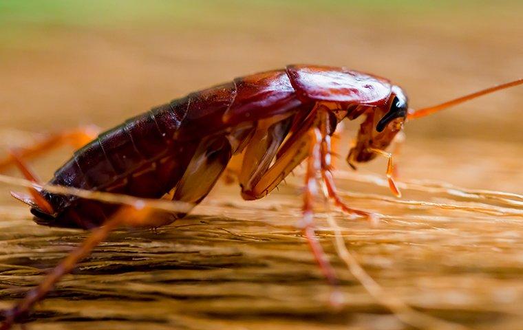 The Only Guide to Guardianpest Cockroach Control