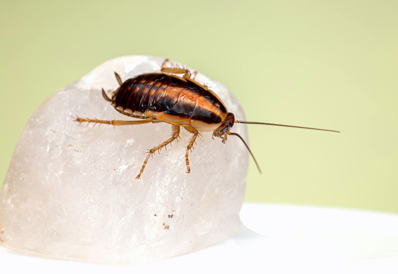 Guardianpest Cockroach Control - Questions