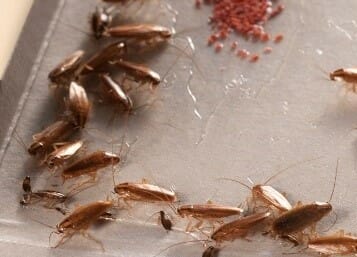 Examine This Report on Guardianpest Cockroach Control