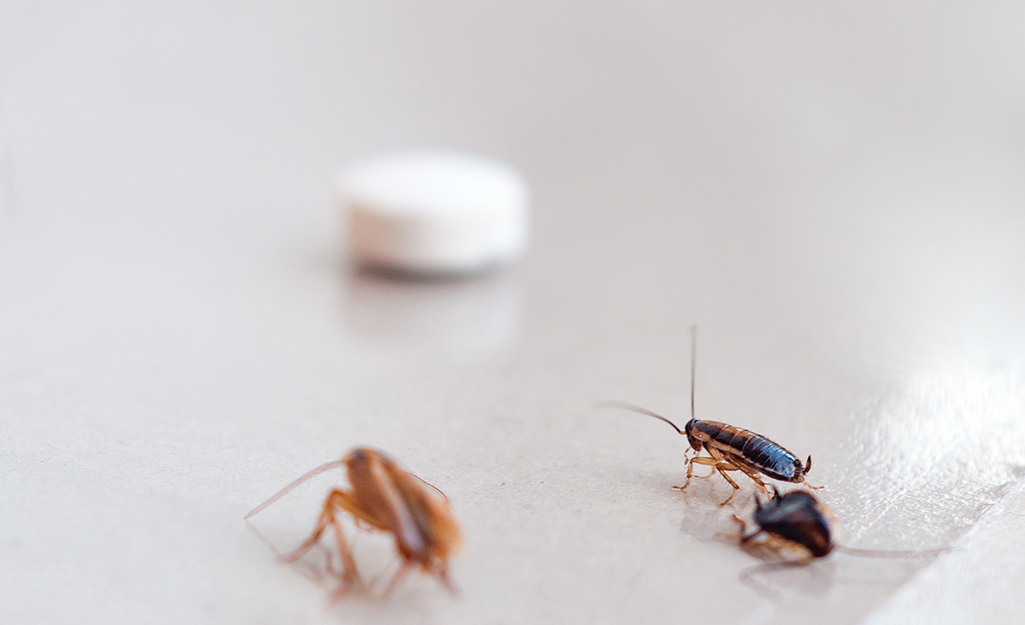 7 Simple Techniques For Guardianpest Cockroach Control