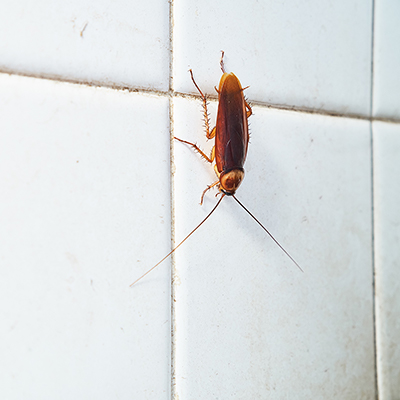 Get This Report on Guardianpest Cockroach Control