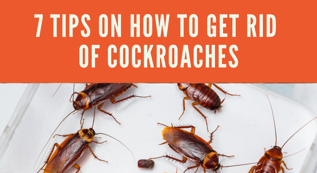 The Buzz on Guardianpest Cockroach Control