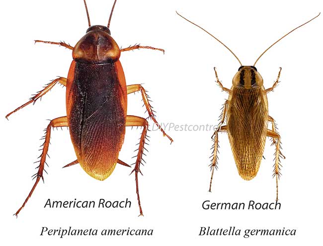 Things about Guardianpest Cockroach Control