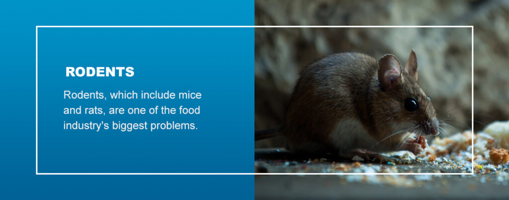 Pest Control Salt Lake City Fundamentals Explained