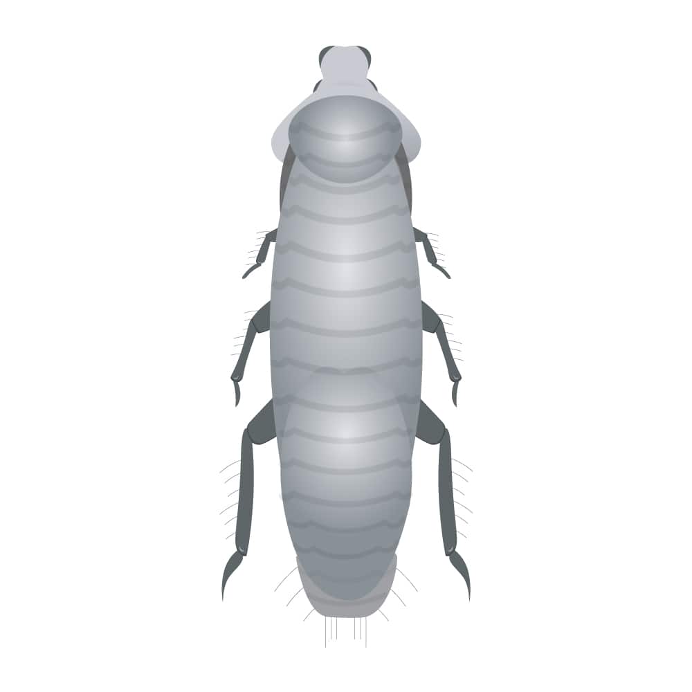 The Single Strategy To Use For Pest Control Salt Lake City