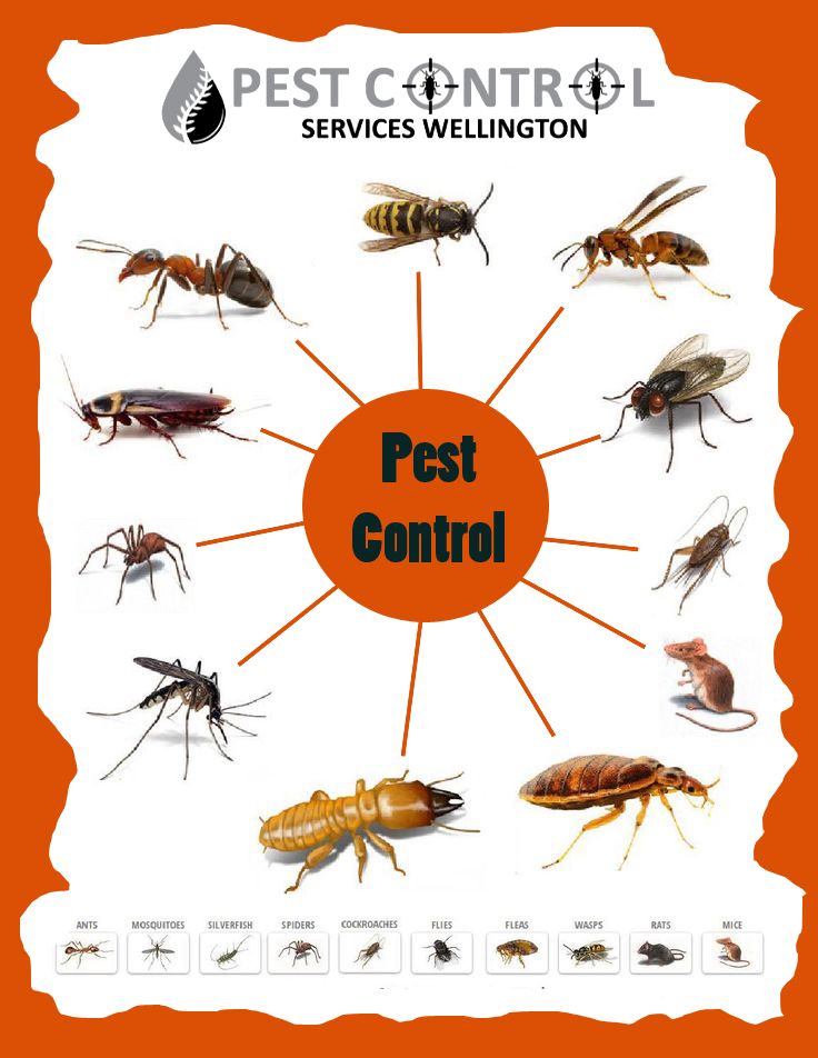 Pest Control Salt Lake City Things To Know Before You Get This