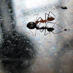 Not known Details About Pest Control Salt Lake City 