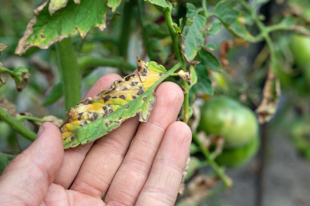 The Only Guide to Pest Control Provo Utah