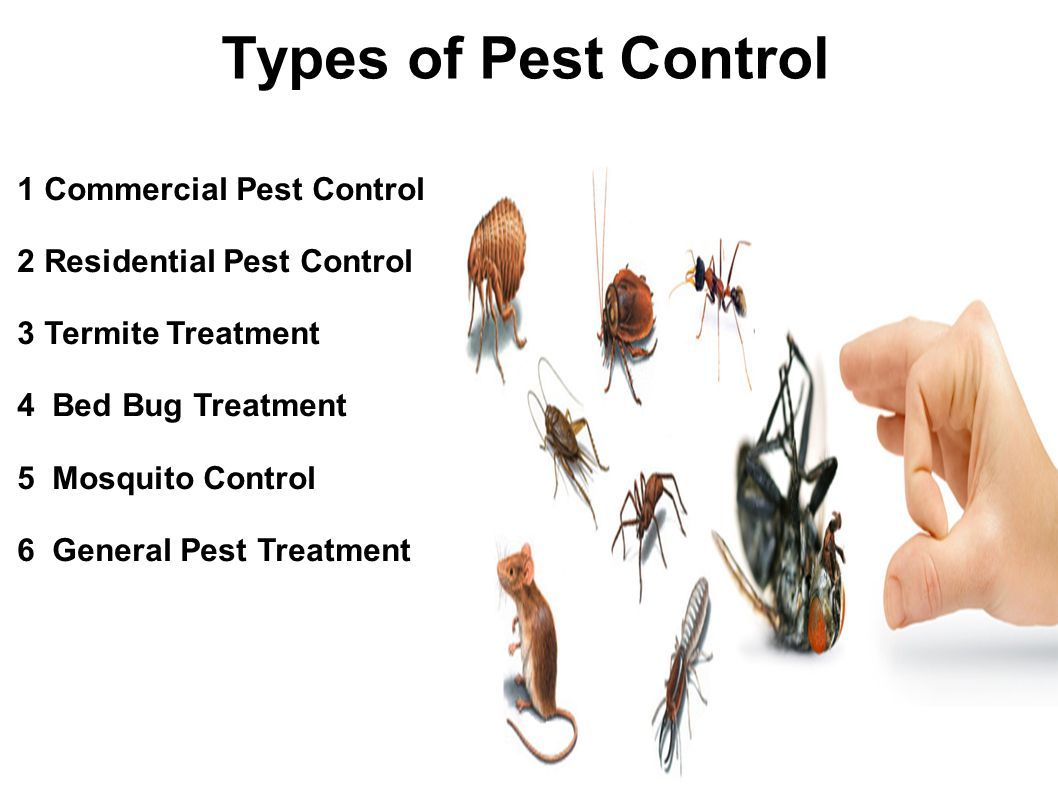Little Known Questions About Pest Control Utah County.