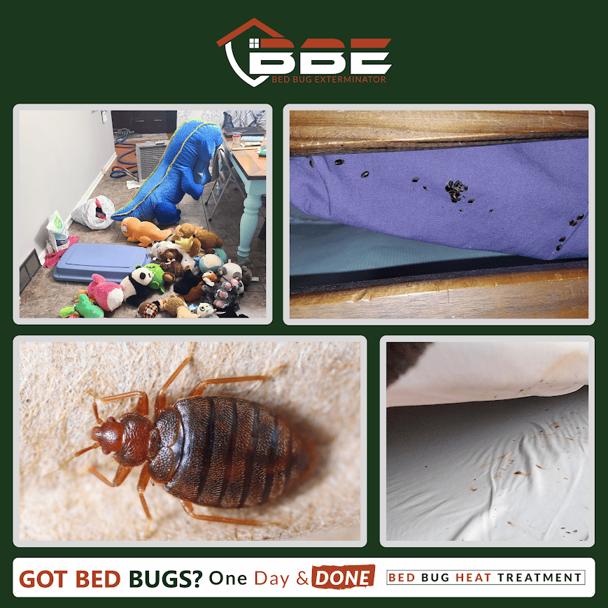 How Heat Treatment Works to Eliminate Bed Bugs