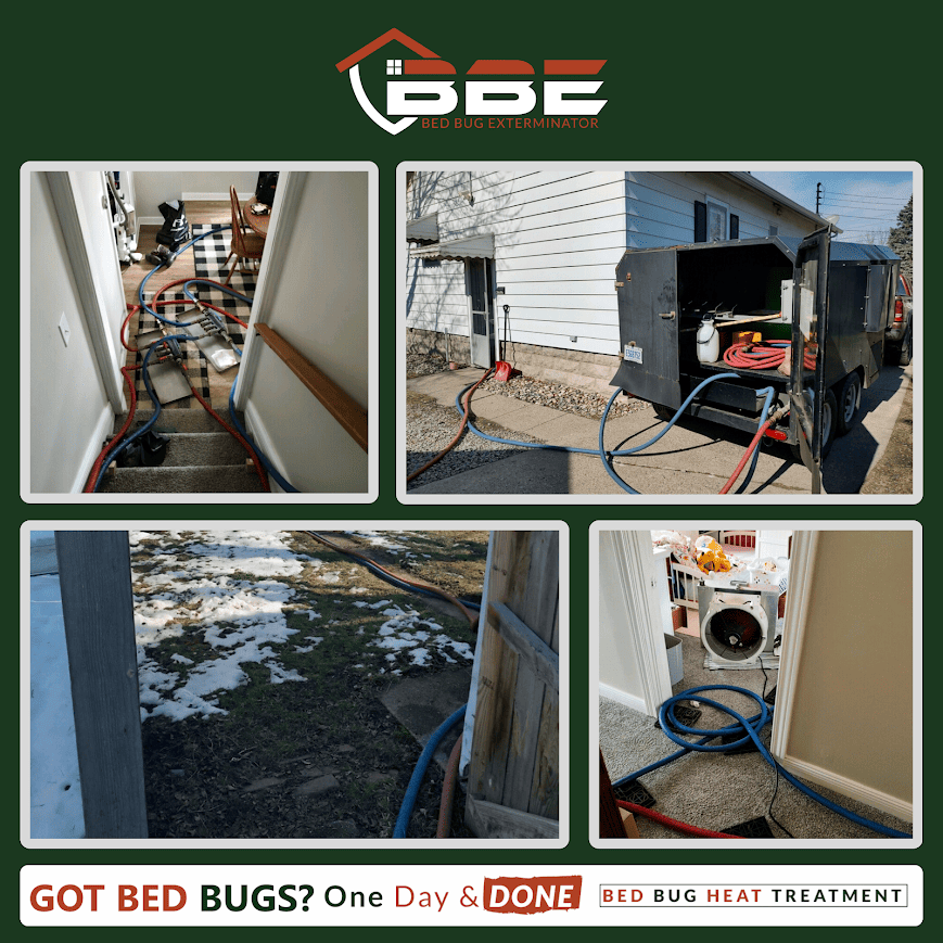 Understanding Bed Bugs: The Problem They Cause