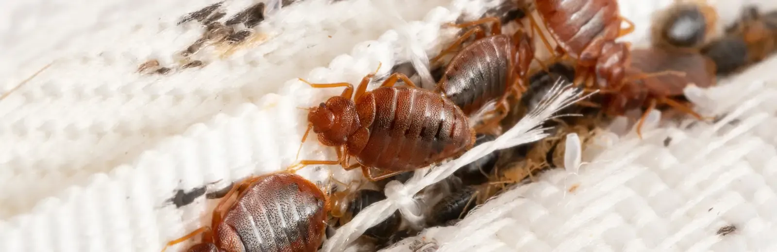 Manage Pets and Family During Bed Bug Treatment