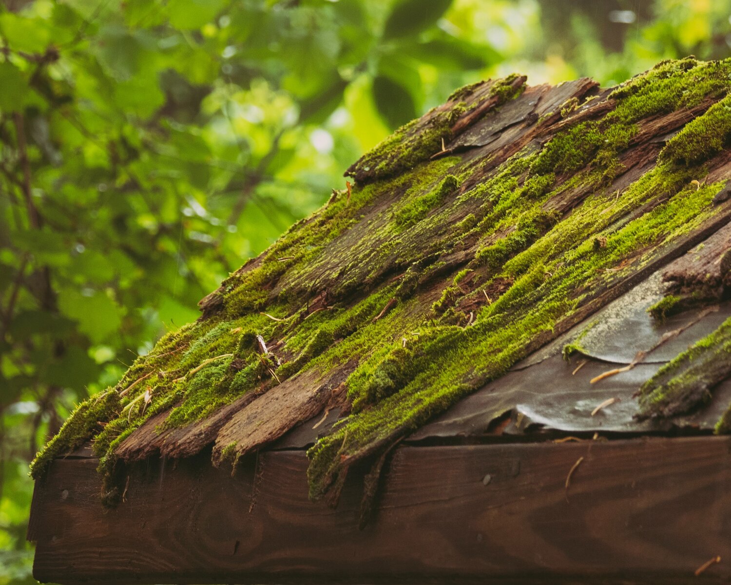What Does Roof Moss Removal Do?