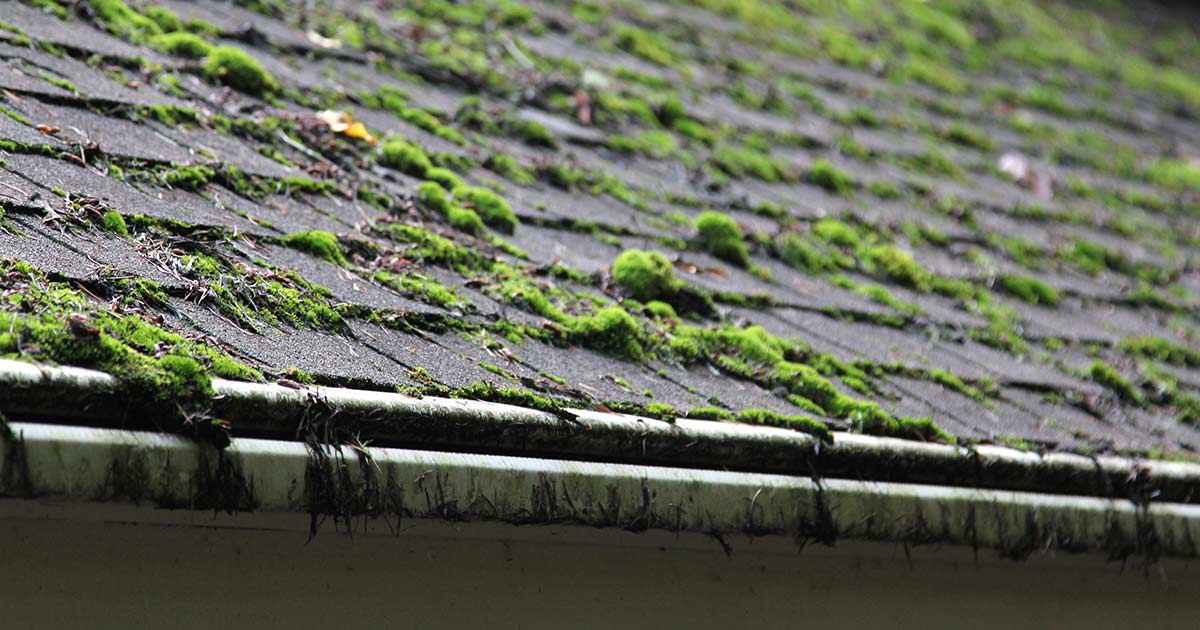 Not known Factual Statements About Roof Moss Removal 