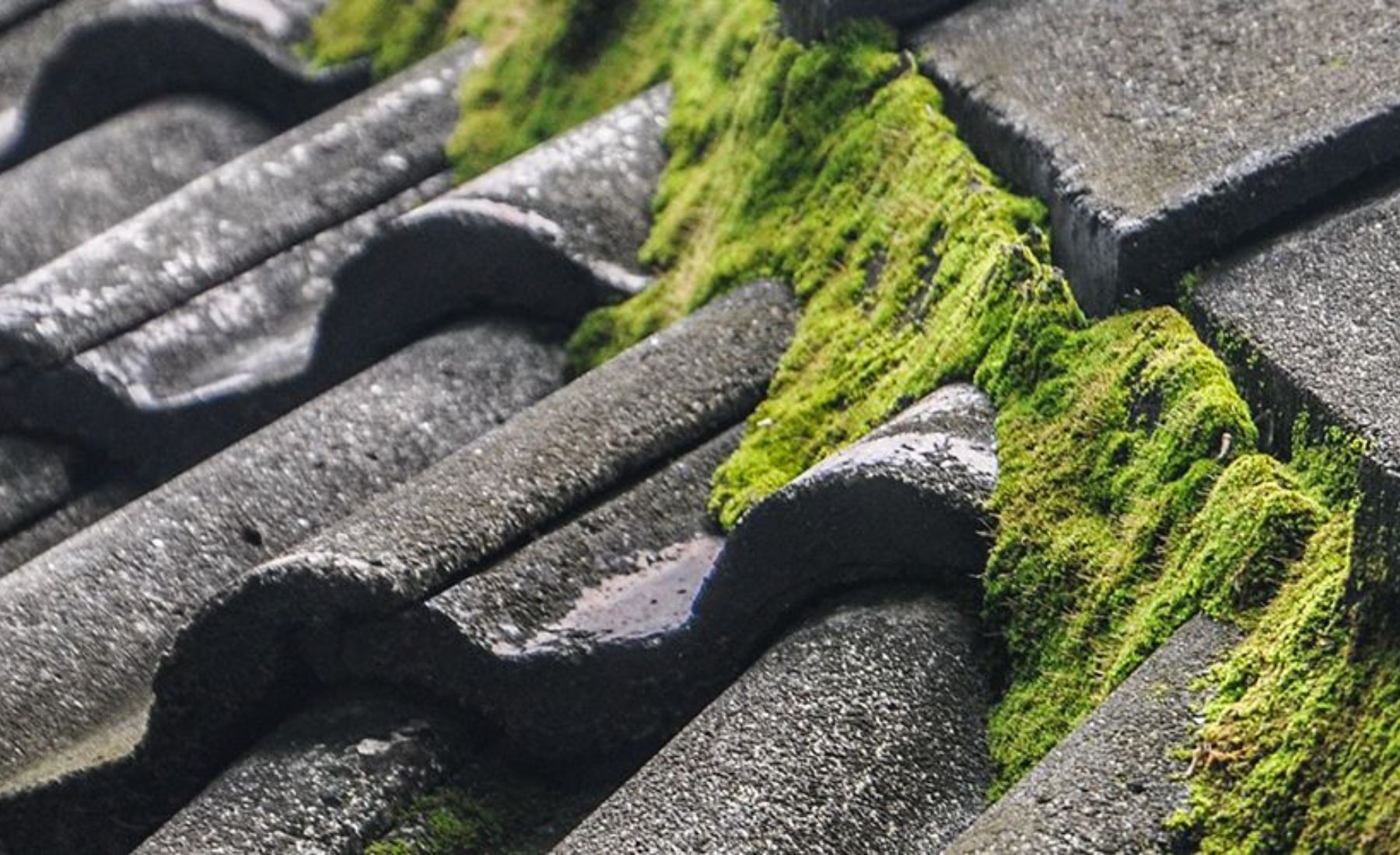 Roof Moss Removal Fundamentals Explained