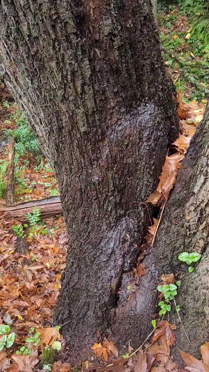 Little Known Facts About Tree Removal Burnaby.