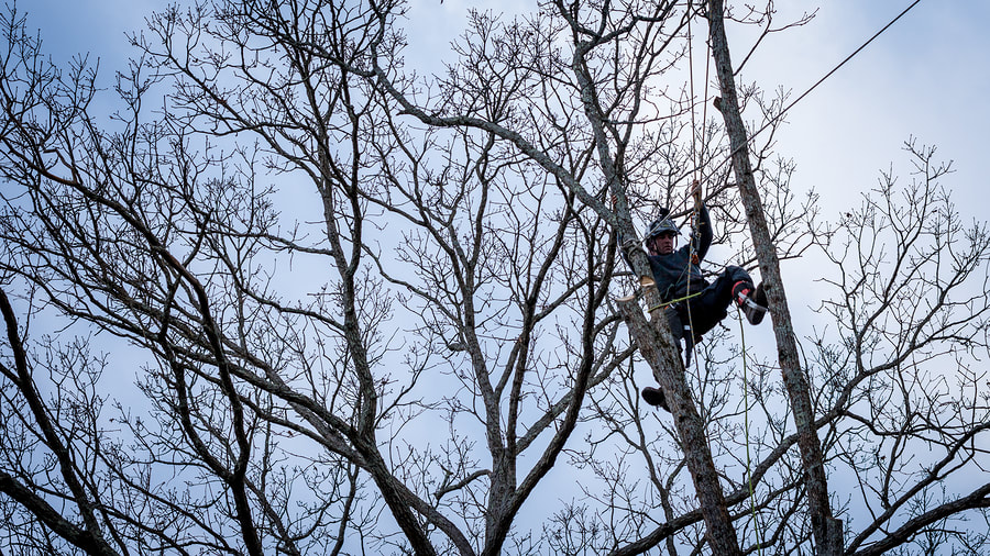 The Greatest Guide To Tree Removal Burnaby