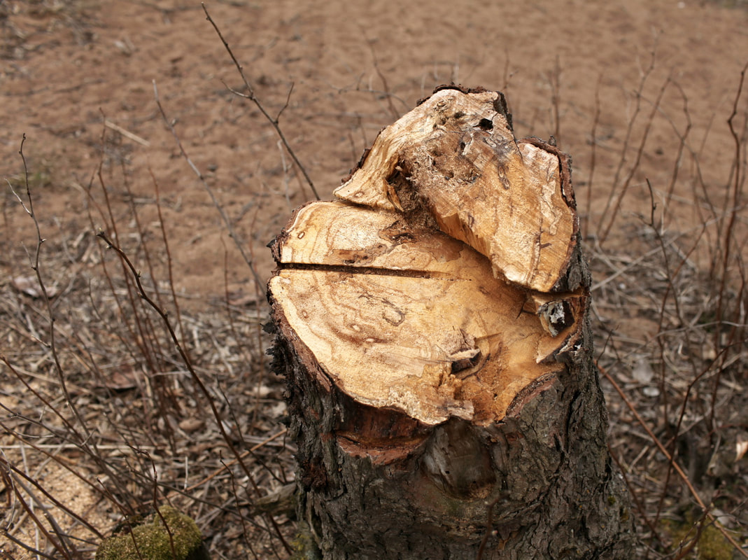 The Ultimate Guide To Tree Removal Burnaby