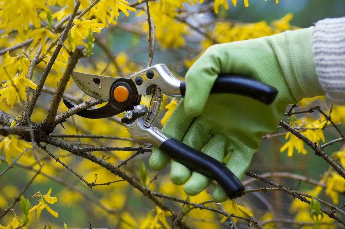 How Tree Removal Burnaby can Save You Time, Stress, and Money.