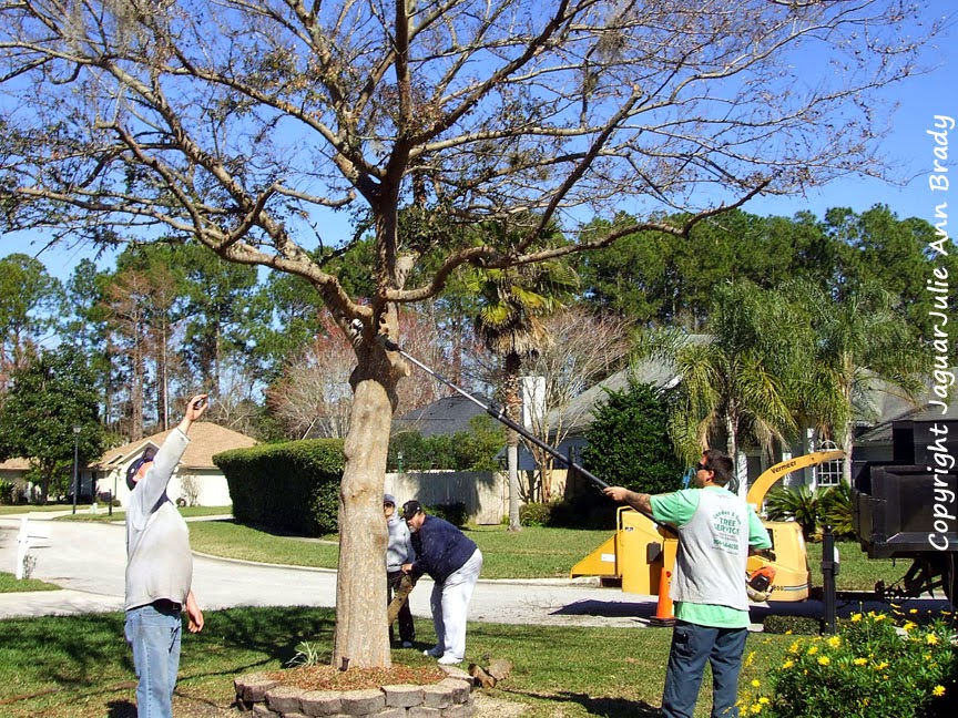 Getting My Tree Removal Burnaby To Work
