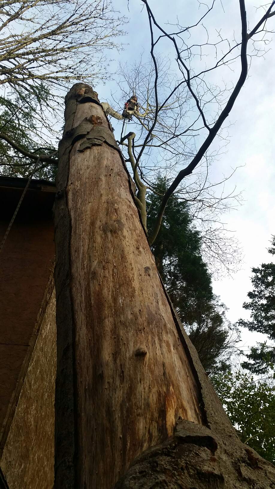 The Tree Removal Burnaby PDFs