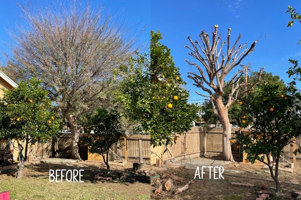 Examine This Report on Tree Removal Burnaby