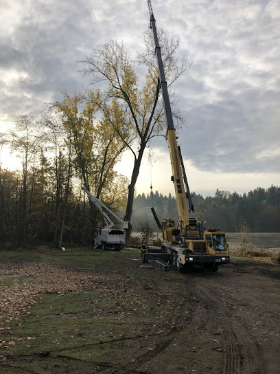 Tree Removal Burnaby - Truths