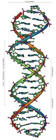 When Was Dna Testing First Used When Was Dna Testing First Used