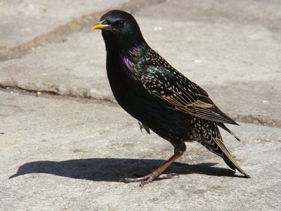 How To Get Rid Of Starlings Sciencing