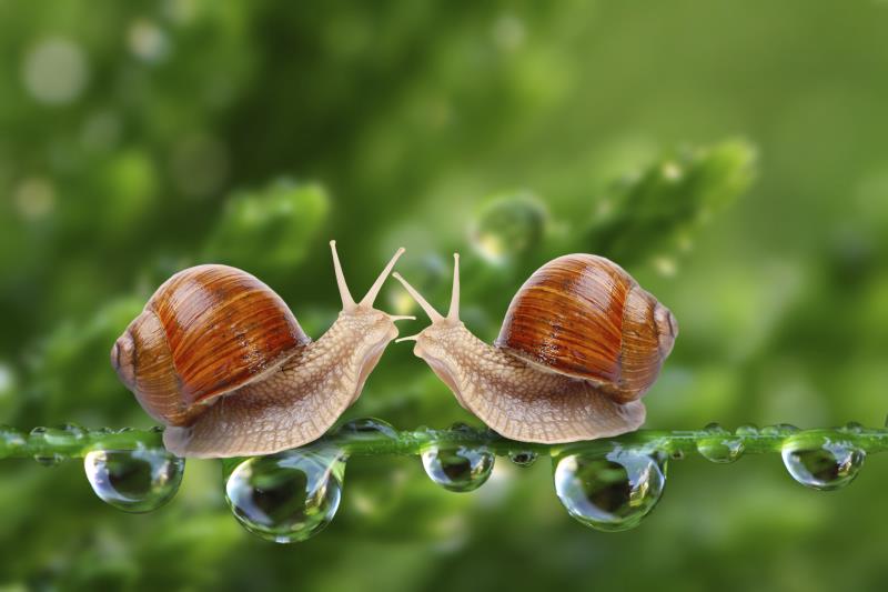 Why Snails Come Out of Their Shells