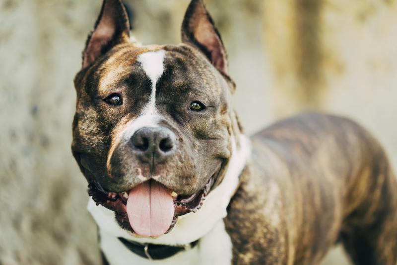 The Differences Between Boxers & Pit Bulls