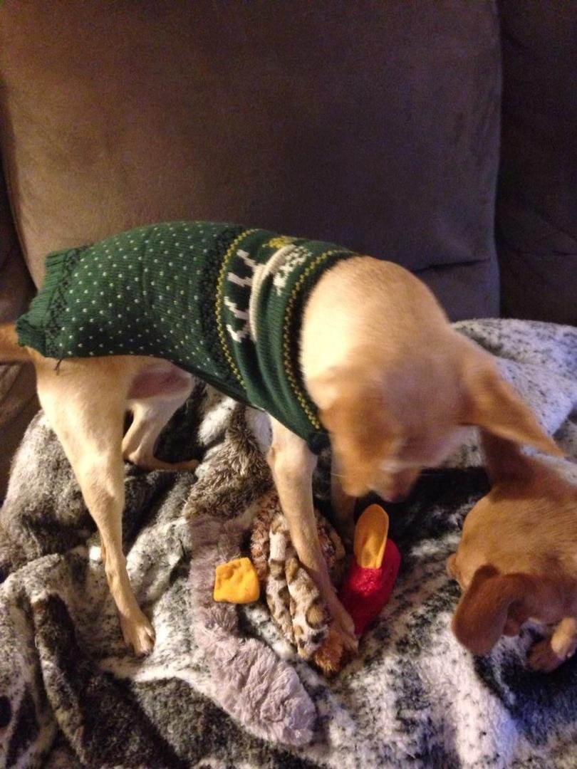 Had a very good day yesterday. Went and bought the kids new toys, heated bed and Duke a new sweater - which he loves. Can't get the girls to wear one.